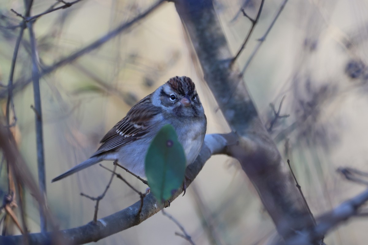 Chipping Sparrow - ML645129779