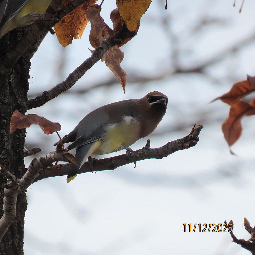 brkoslav americký - ML645129782