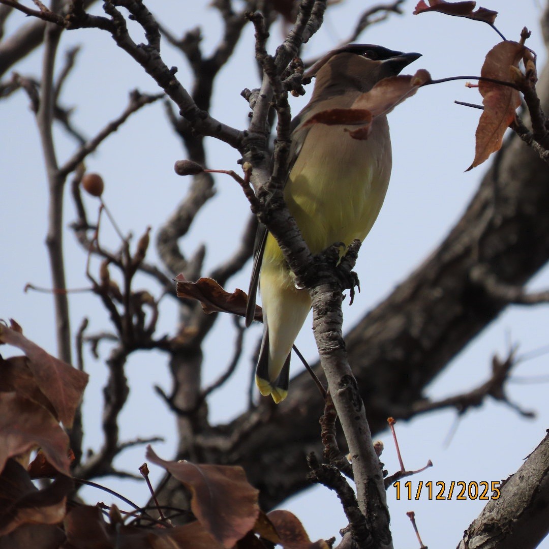 brkoslav americký - ML645129783
