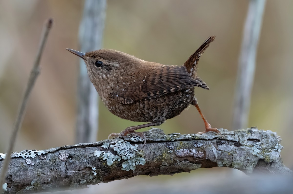 střízlík kanadský - ML645129798