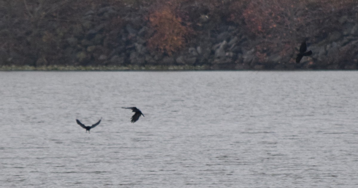 ウオガラス - ML645129822