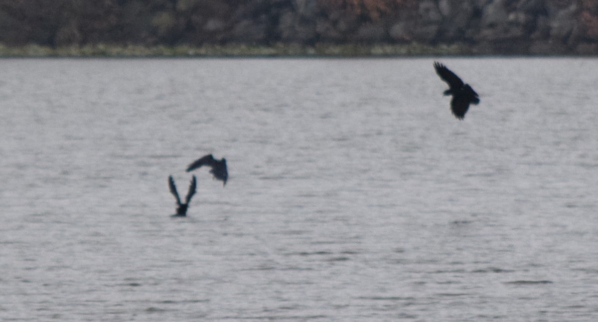 ウオガラス - ML645129833