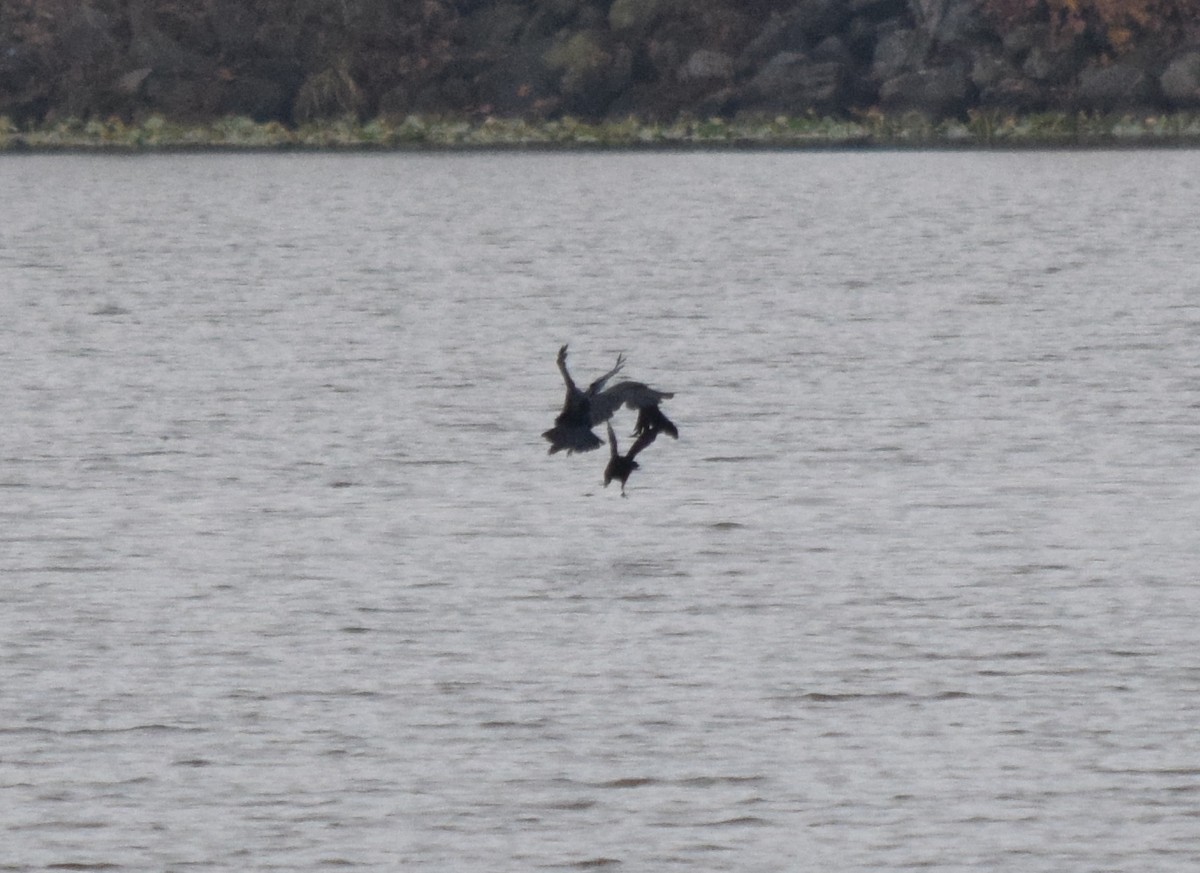 ウオガラス - ML645129834