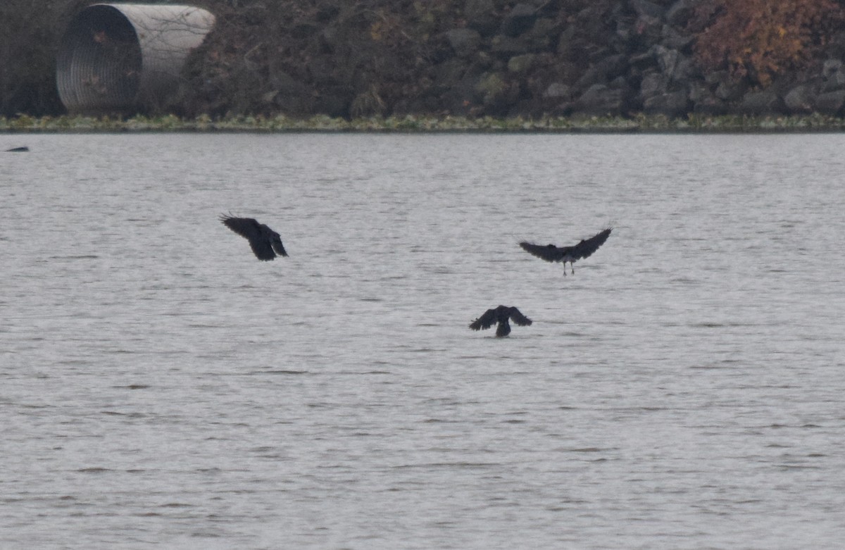 ウオガラス - ML645129843