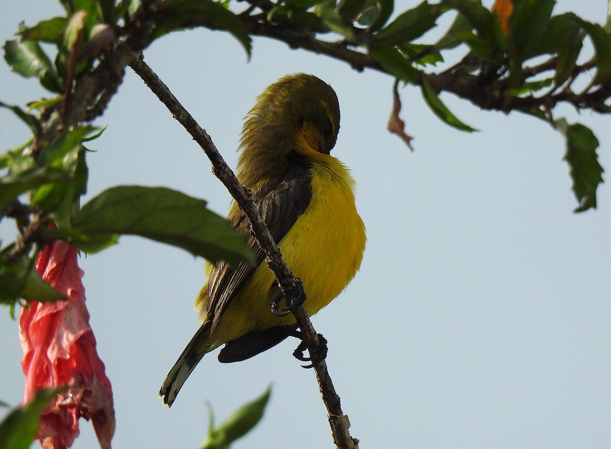 Sahul Sunbird - ML645129851