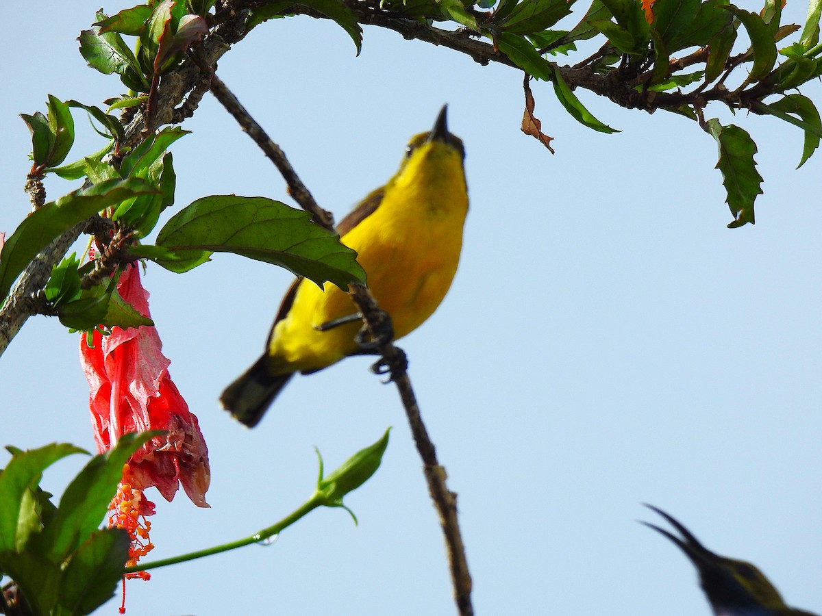 Sahul Sunbird - ML645129852