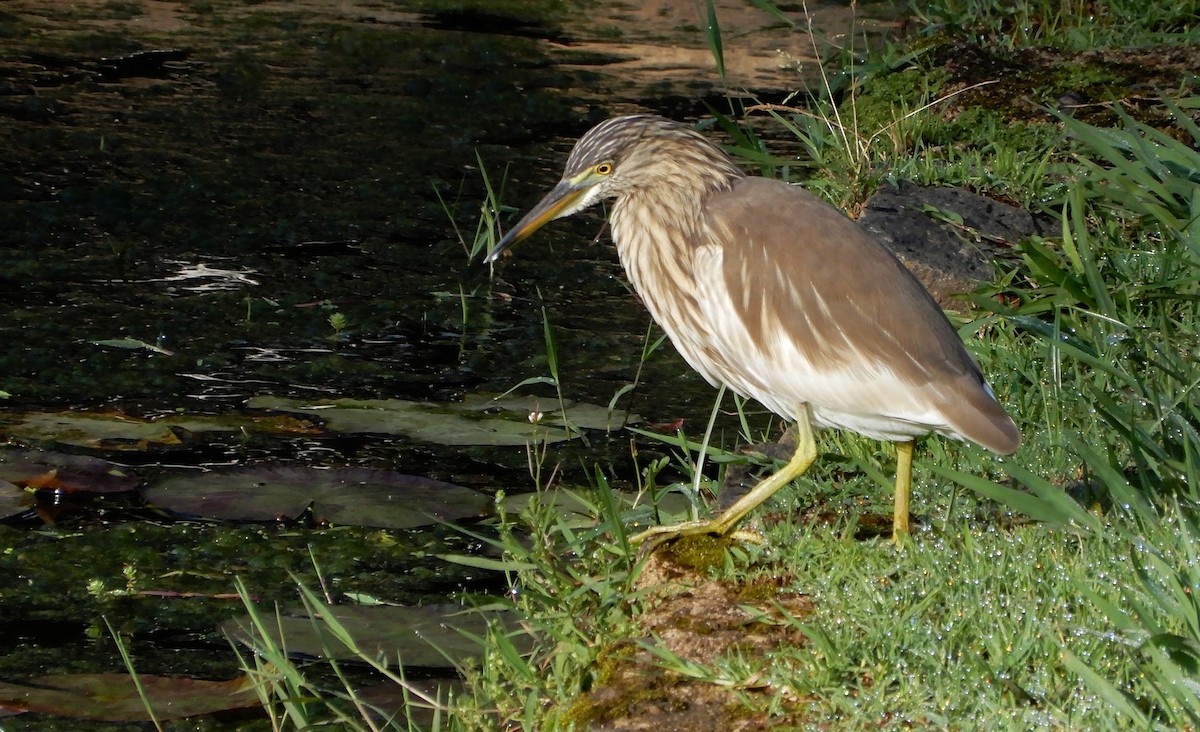 Indian Pond-Heron - ML645129854