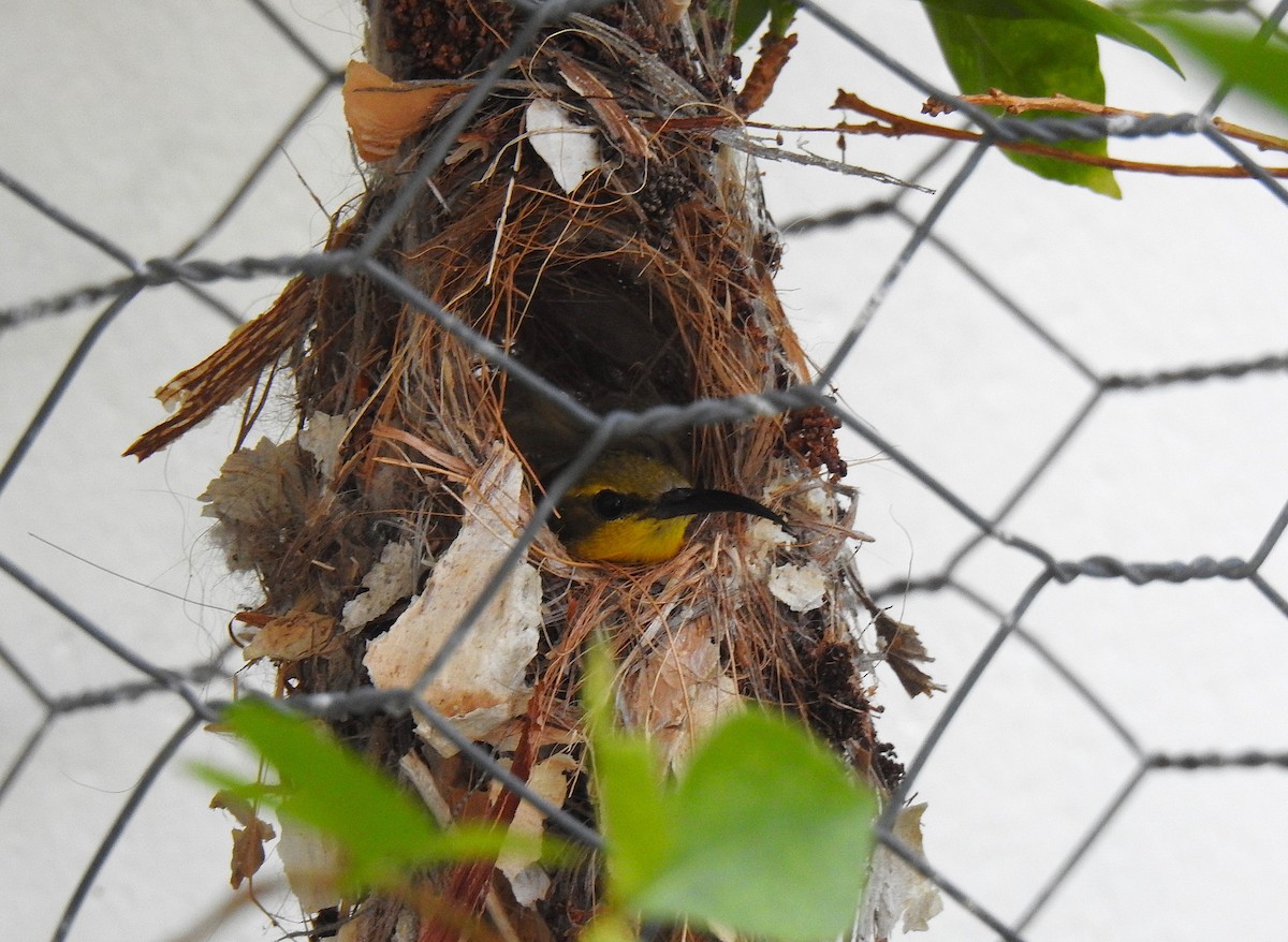 Sahul Sunbird - ML645129855