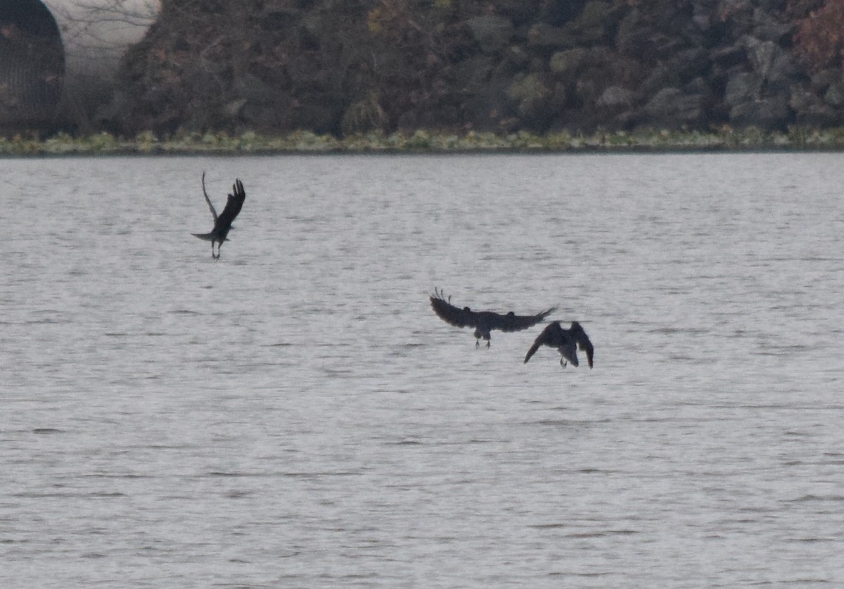 ウオガラス - ML645129859