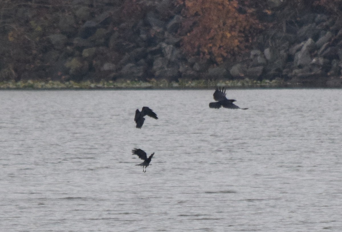 ウオガラス - ML645129860