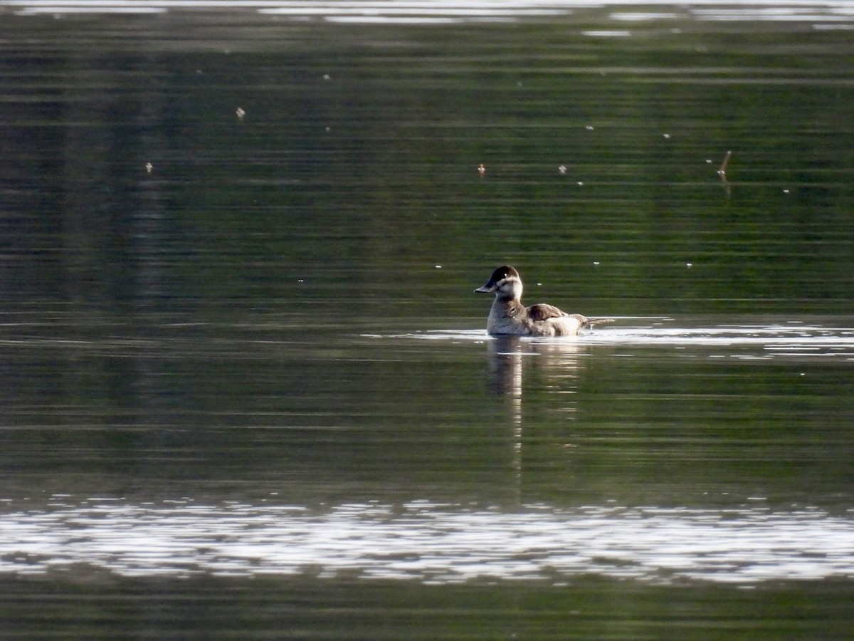 Ahate herdoiltsua - ML645129871