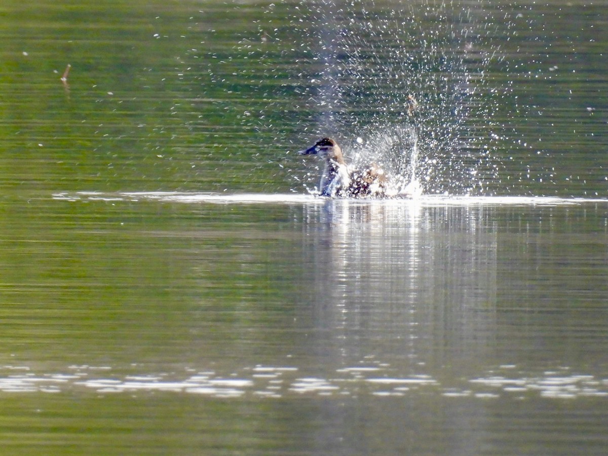 Ahate herdoiltsua - ML645129873