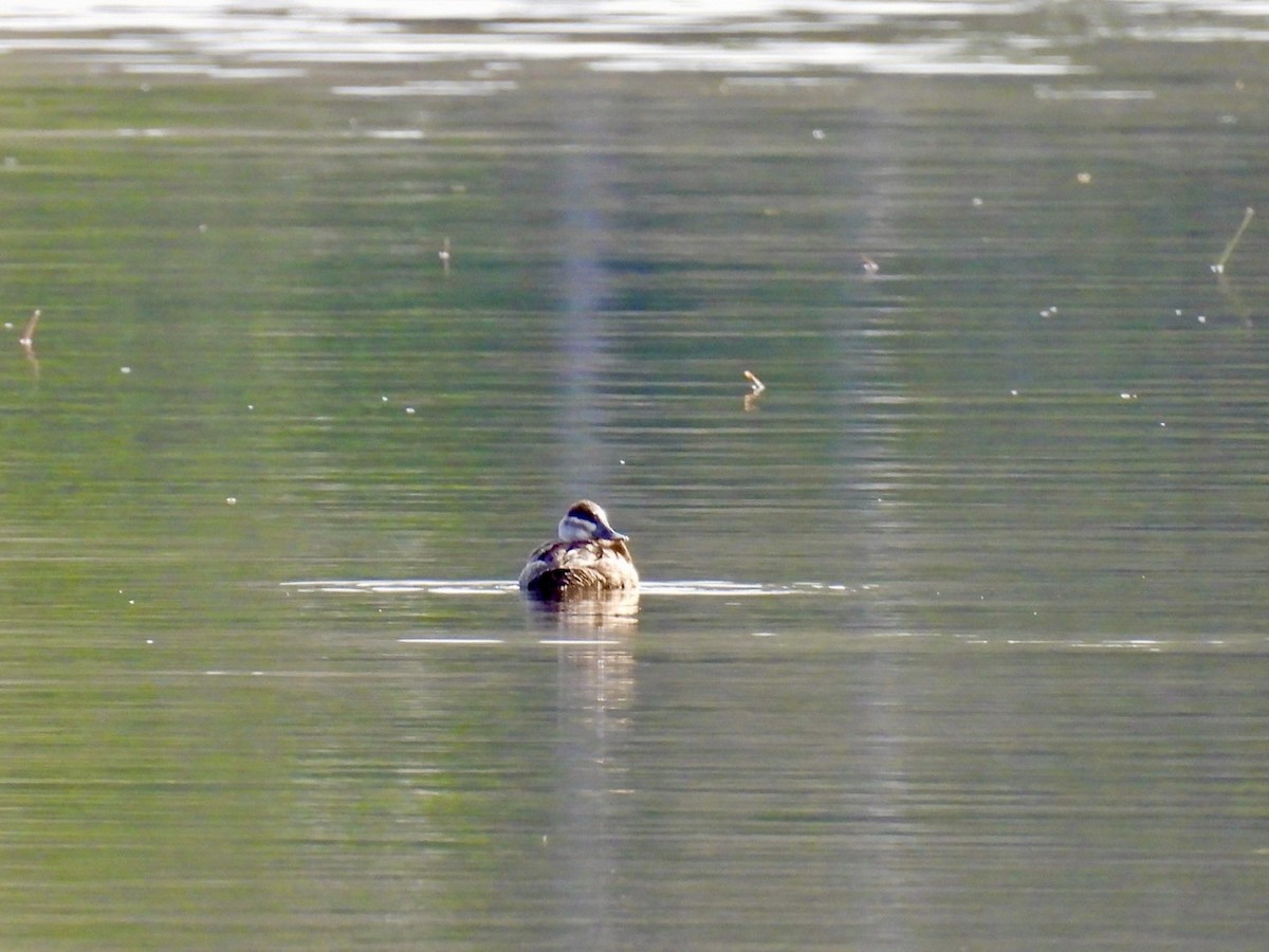 Ahate herdoiltsua - ML645129875