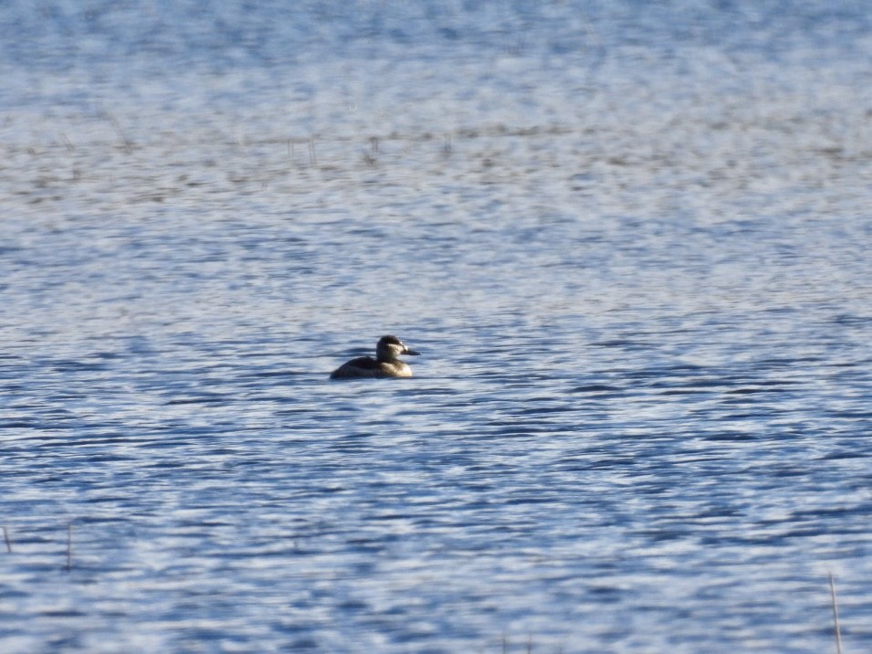 Ahate herdoiltsua - ML645129876