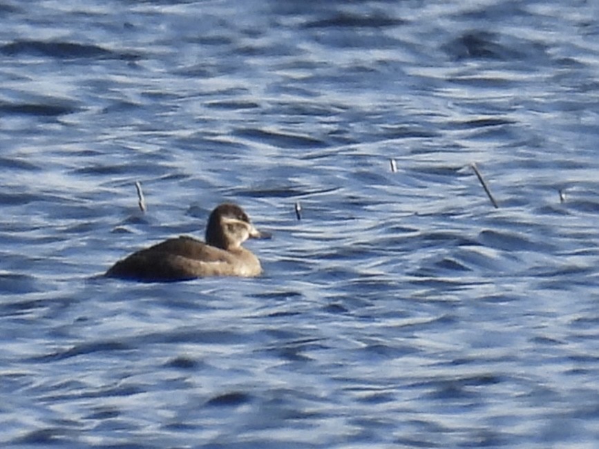 Ahate herdoiltsua - ML645129878