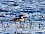 Ahate herdoiltsua - ML645129879