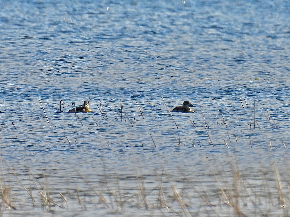 Ahate herdoiltsua - ML645129881