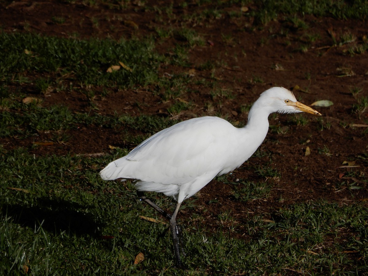Eastern Cattle-Egret - ML645129886