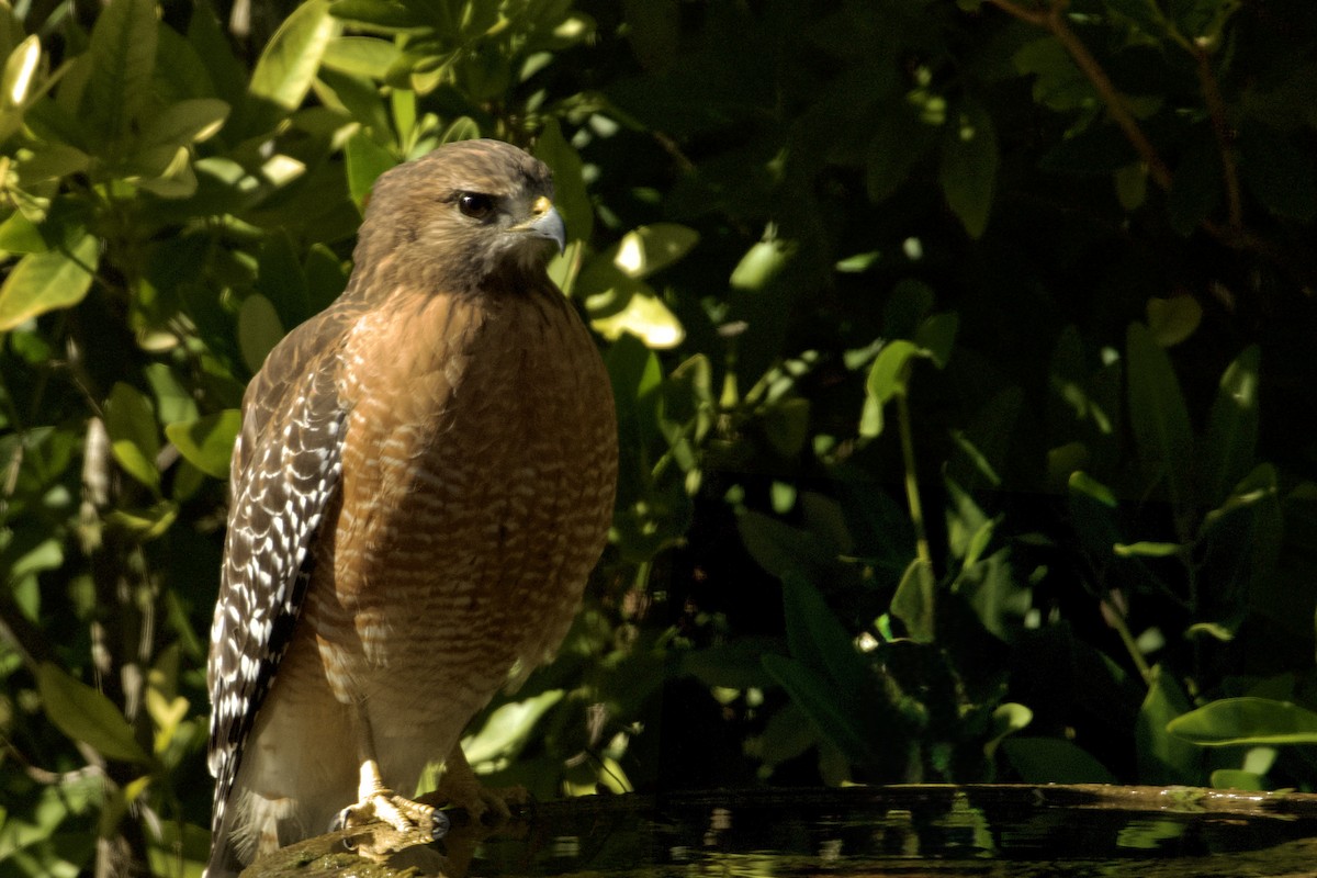 Red-shouldered Hawk - ML645129890