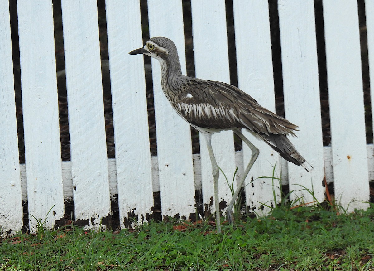 Bush Thick-knee - ML645129891