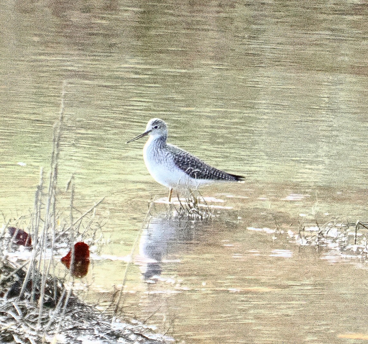 Kuliska hankahori handia - ML645129892