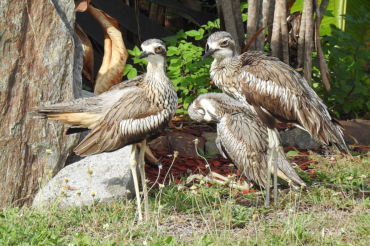Bush Thick-knee - ML645129894