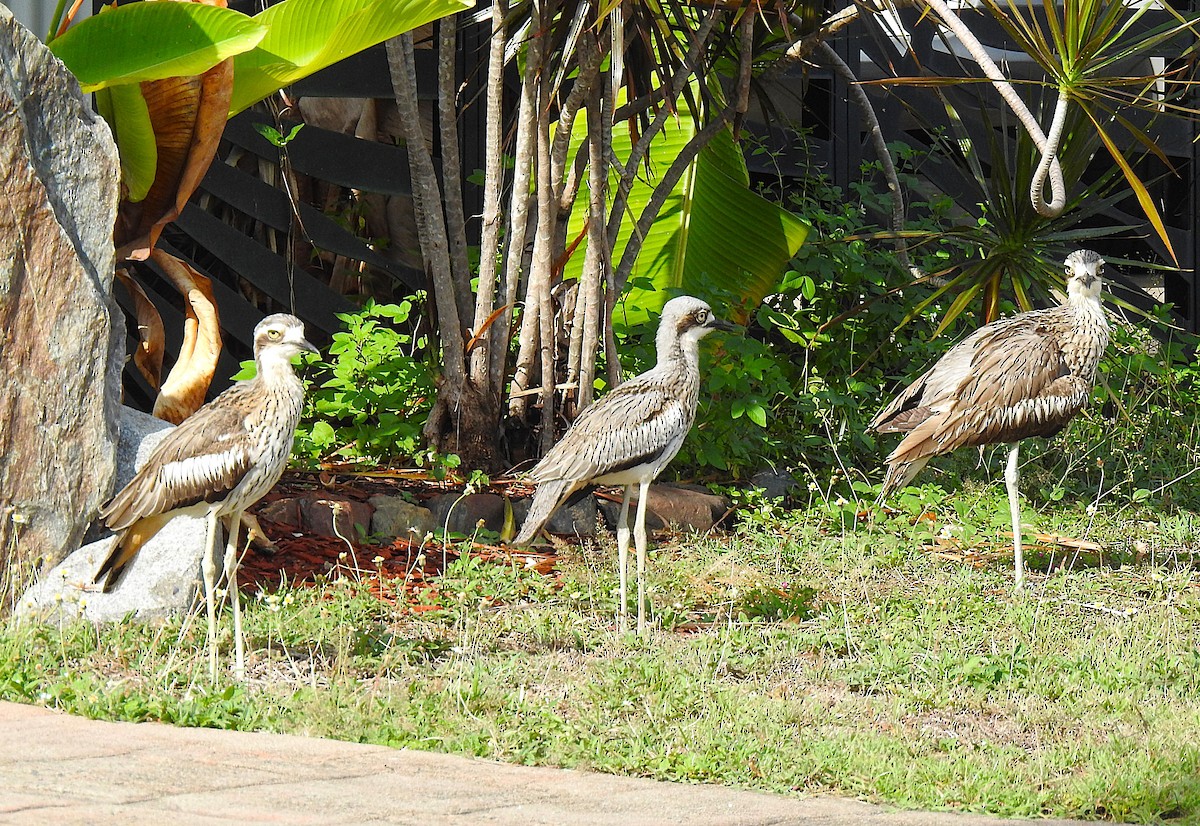 Bush Thick-knee - ML645129895