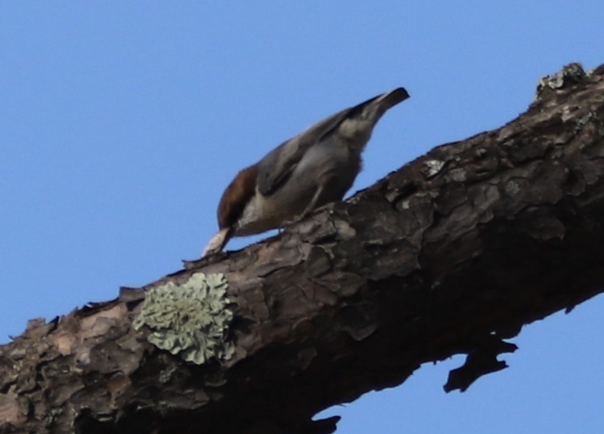 brhlík hnědohlavý - ML645129896