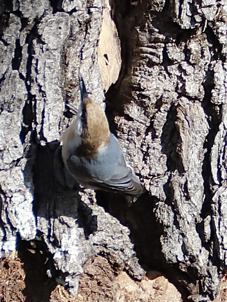 brhlík hnědohlavý - ML645129897