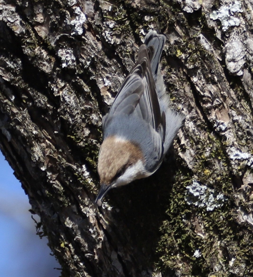 brhlík hnědohlavý - ML645129898