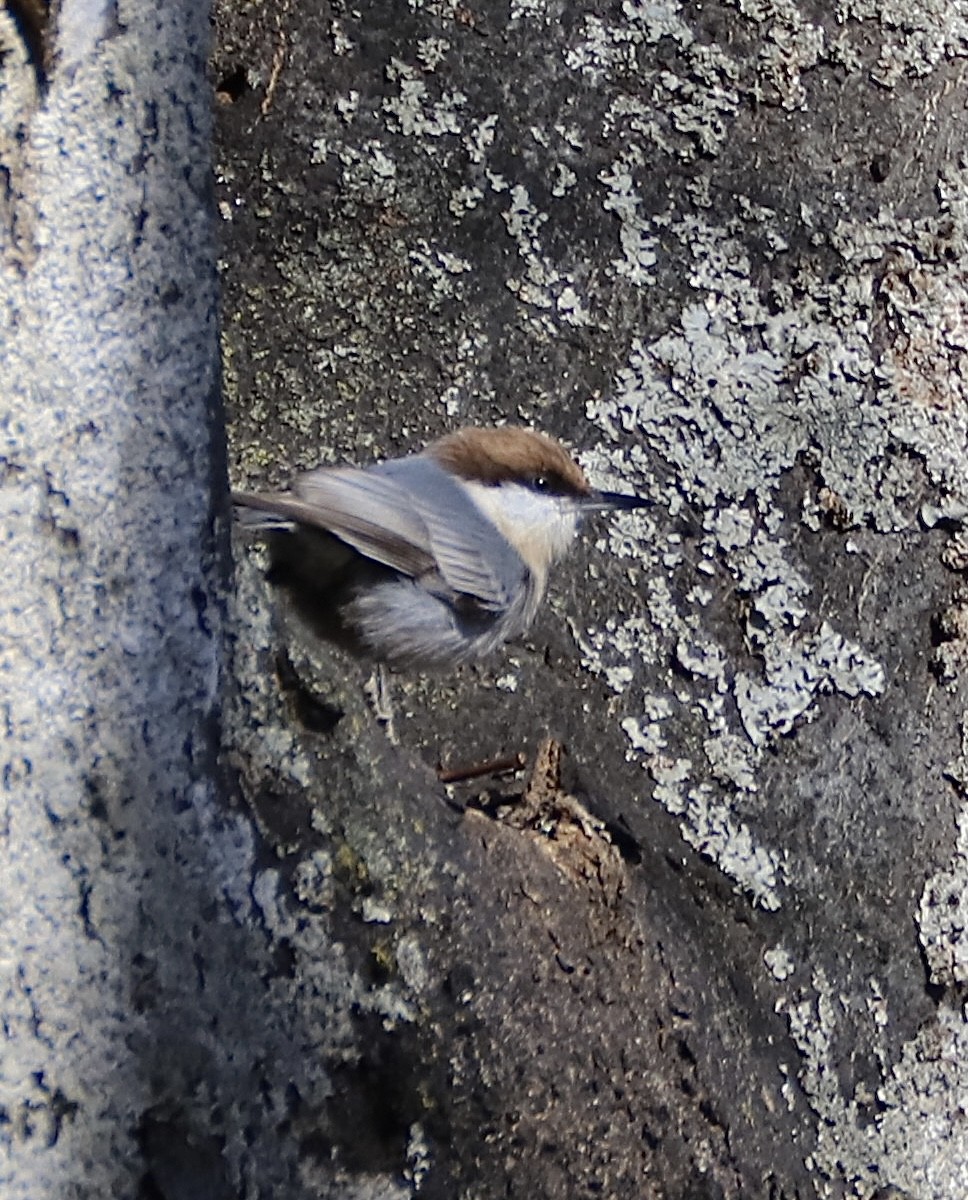 brhlík hnědohlavý - ML645129899