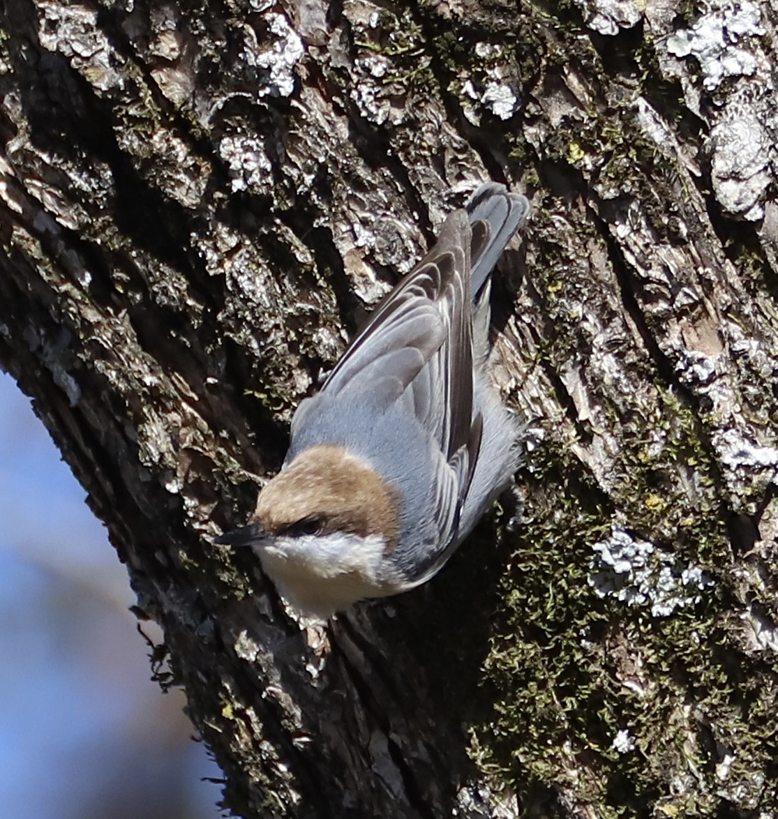 brhlík hnědohlavý - ML645129900