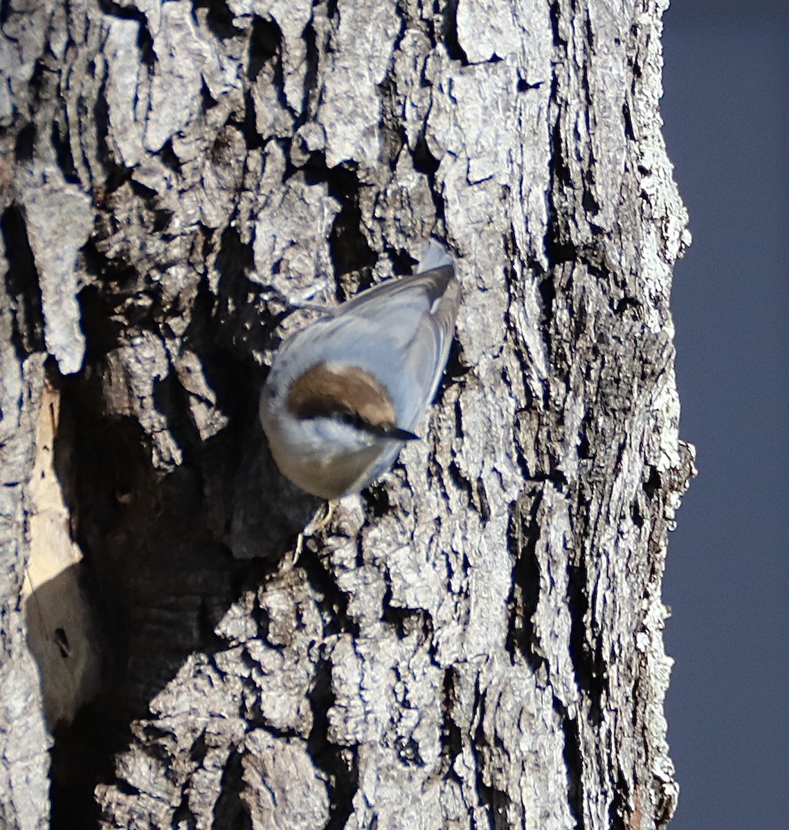 brhlík hnědohlavý - ML645129902