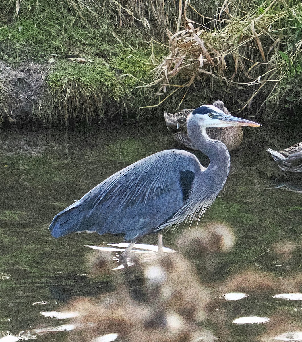 Koartza hauskara amerikarra - ML645129904