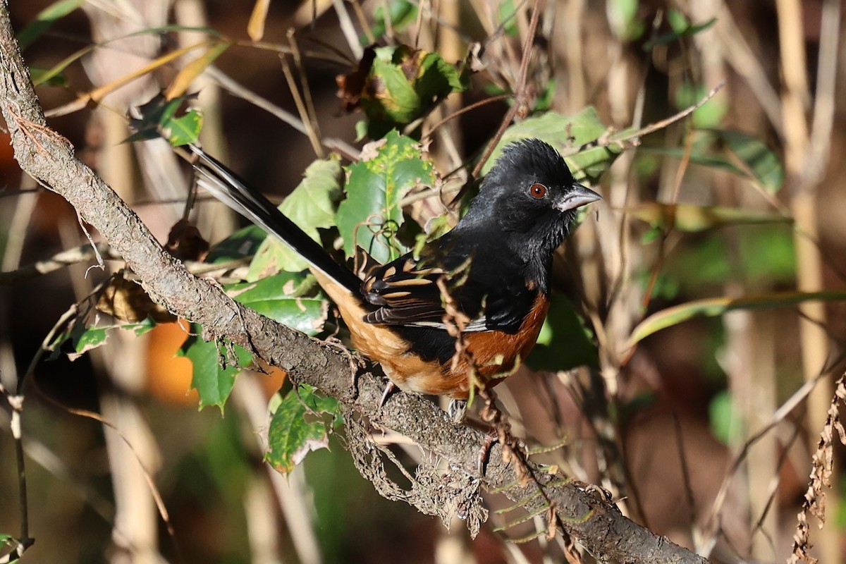 Eastern Towhee - ML645129905