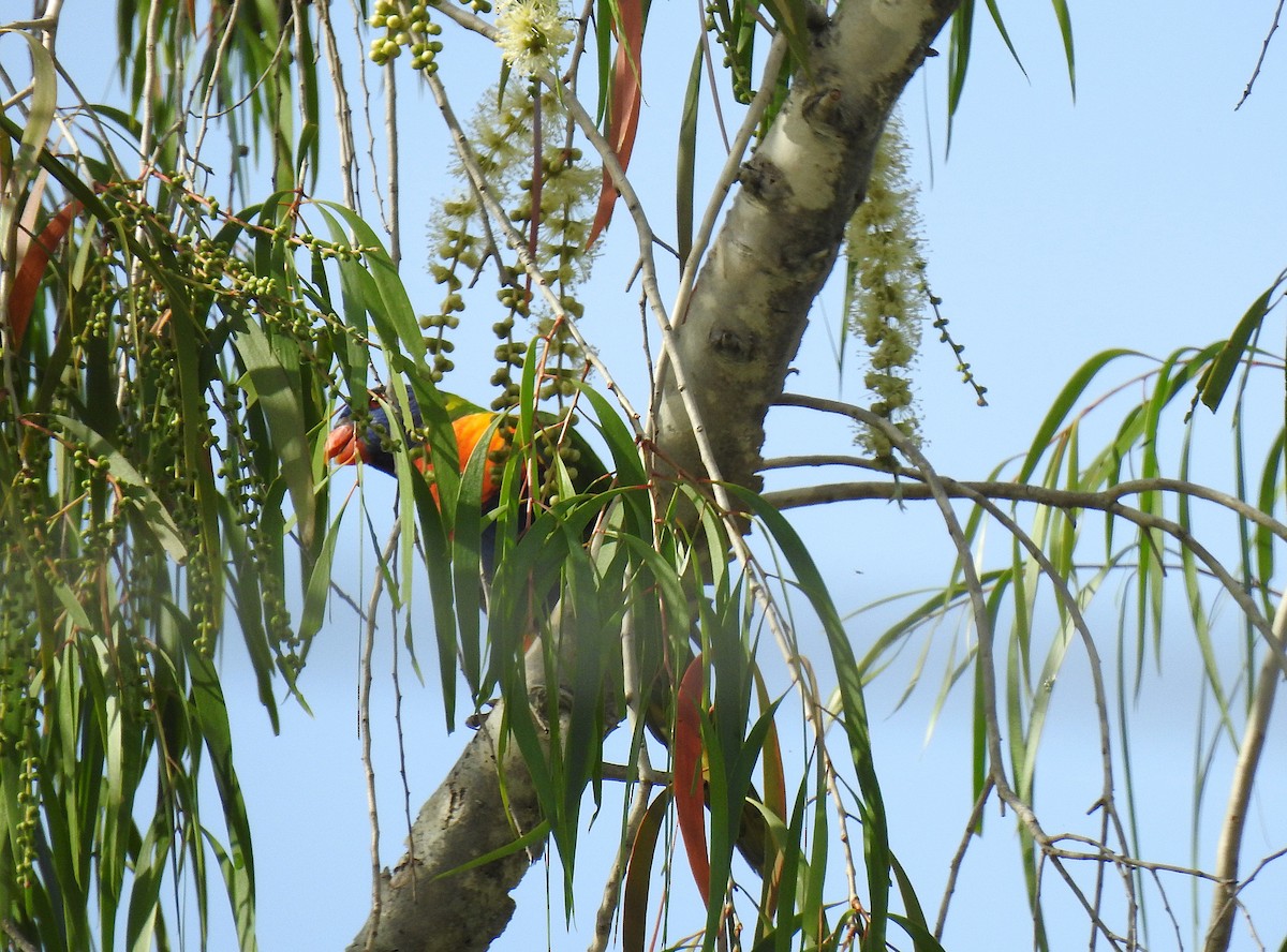 Rainbow Lorikeet - ML645129906