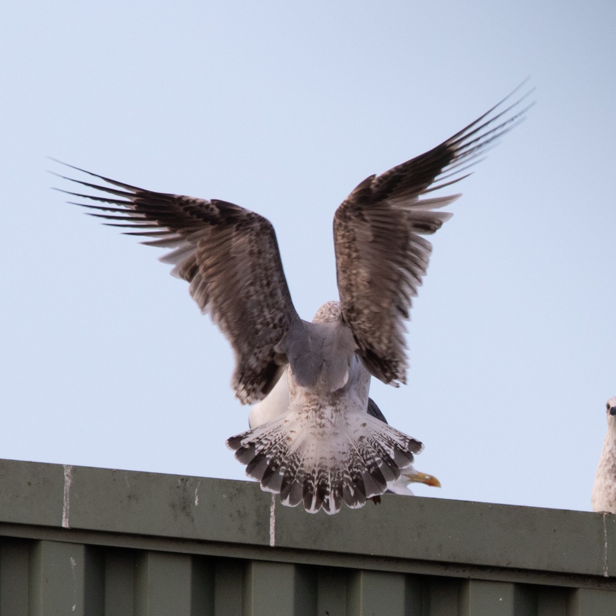 Kaio hankahoria - ML645129908