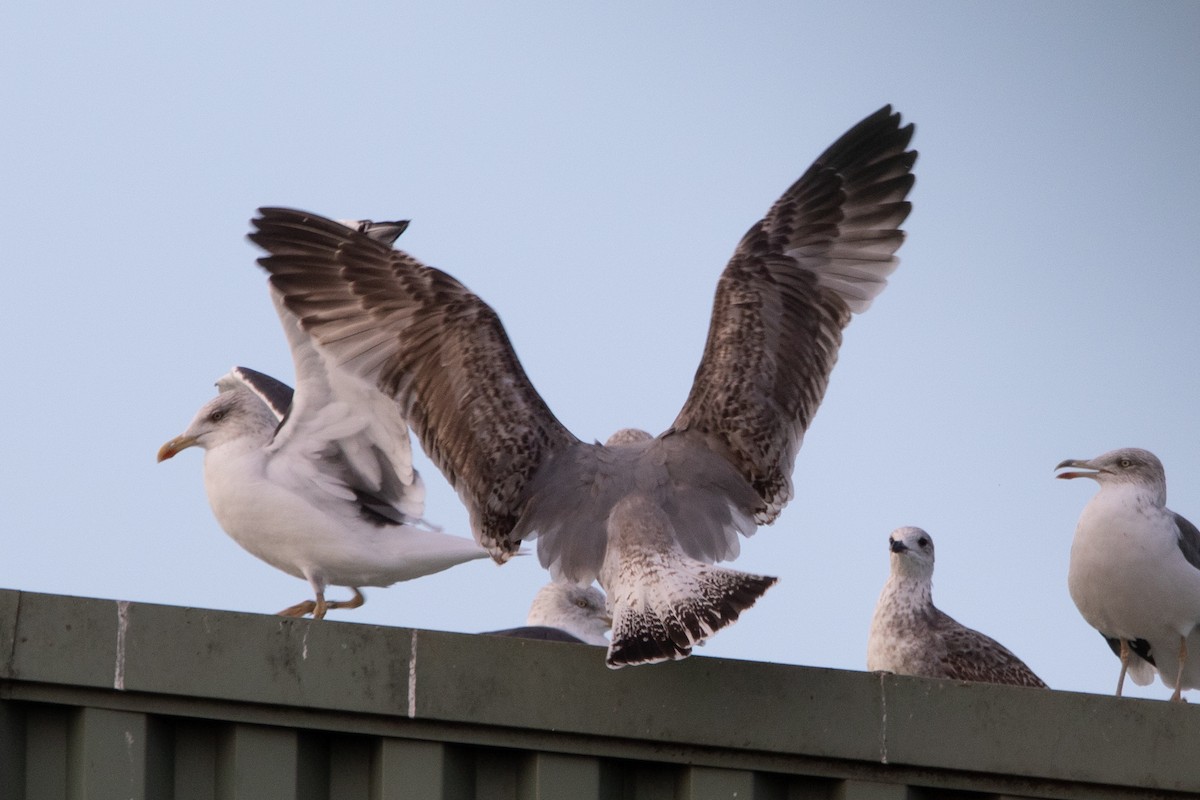 Kaio hankahoria - ML645129909