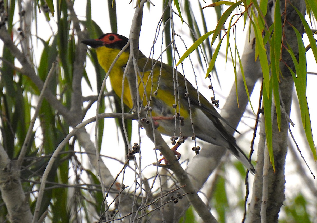 Australasian Figbird - ML645129910