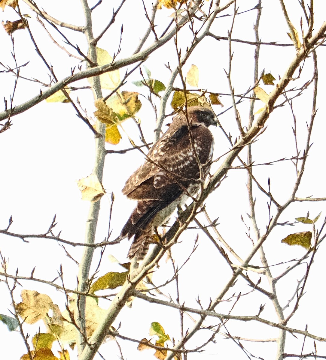 Zapelatz buztangorria - ML645129913