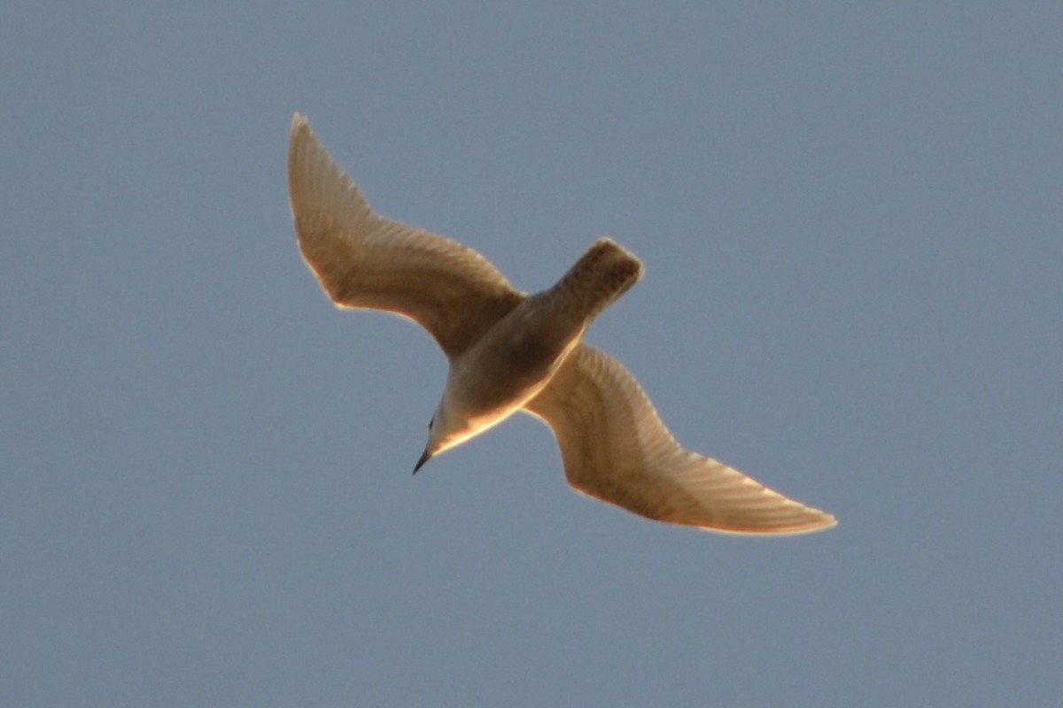 Iceland Gull - ML645129926