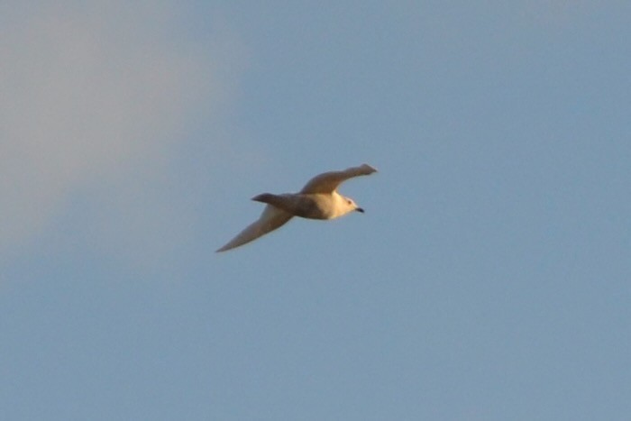 Iceland Gull - ML645129927