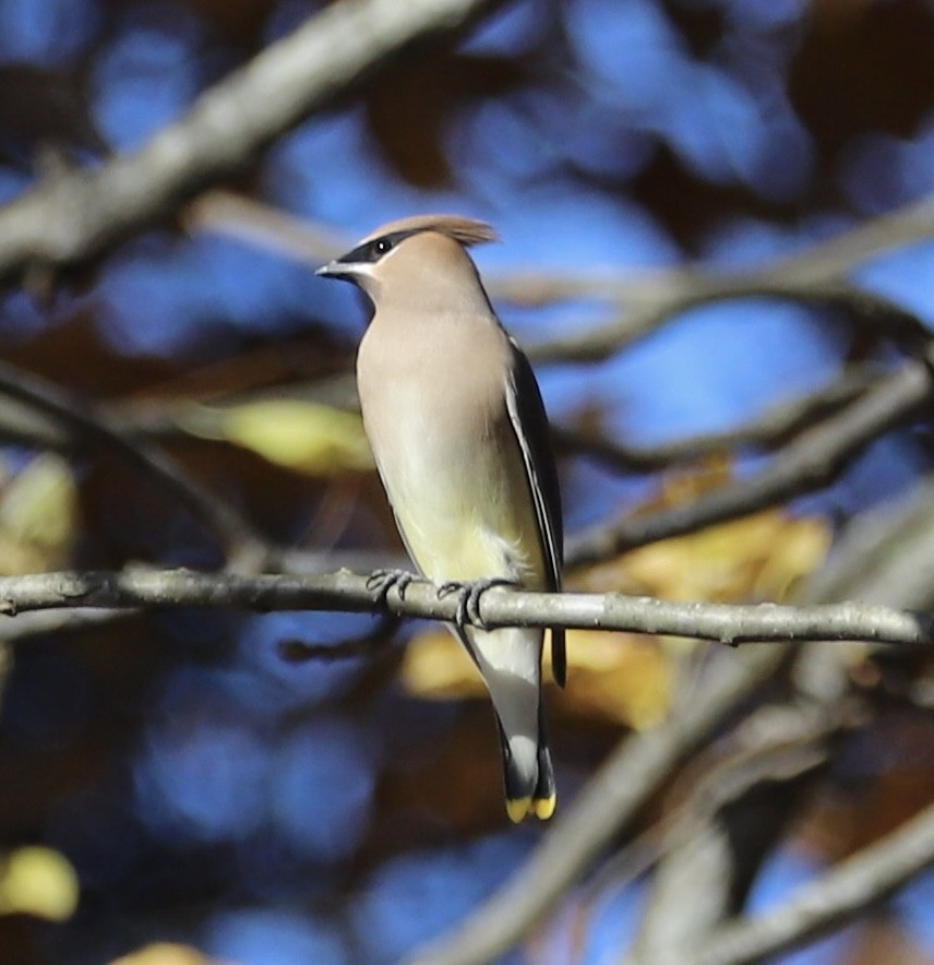 brkoslav americký - ML645129947