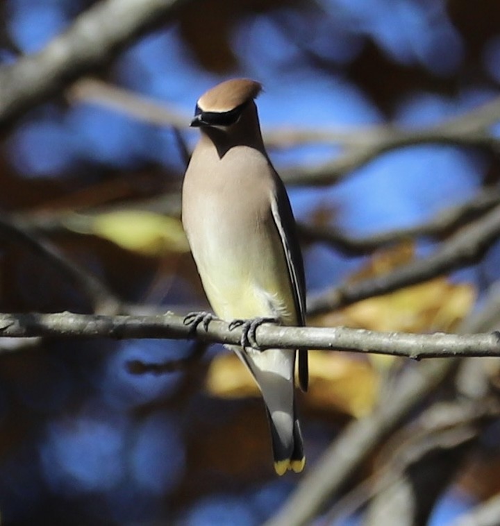 brkoslav americký - ML645129948