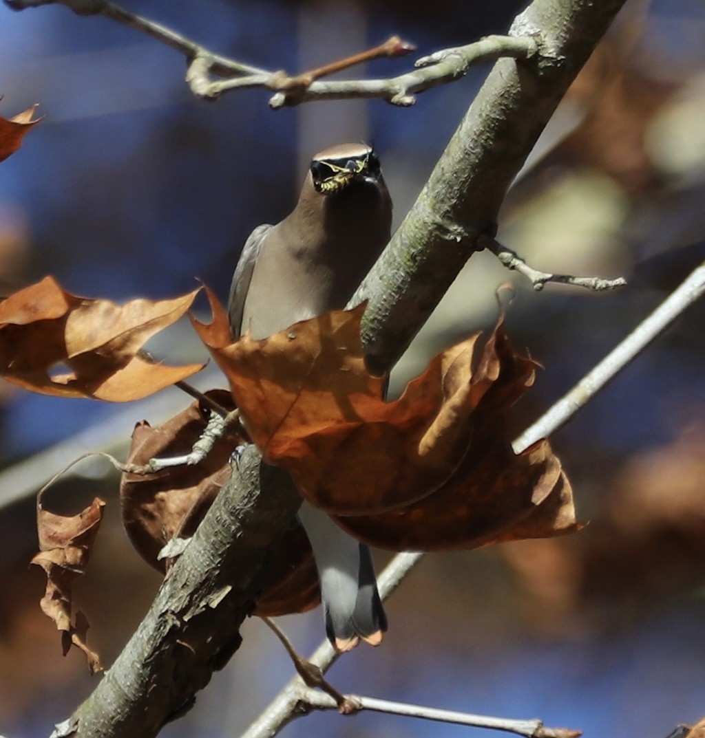brkoslav americký - ML645129949