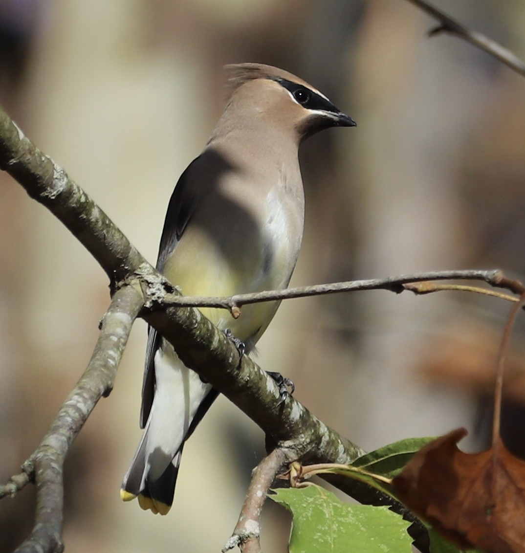 brkoslav americký - ML645129950