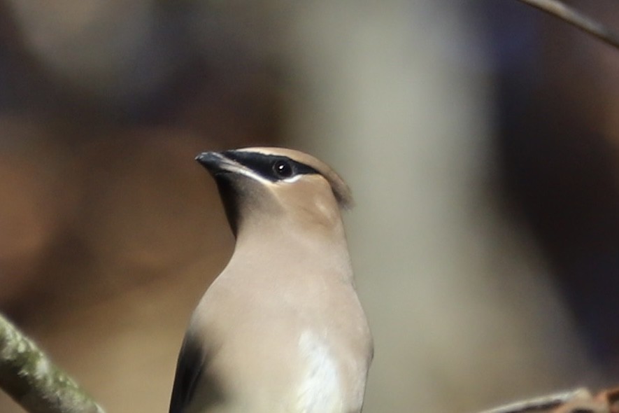 brkoslav americký - ML645129951