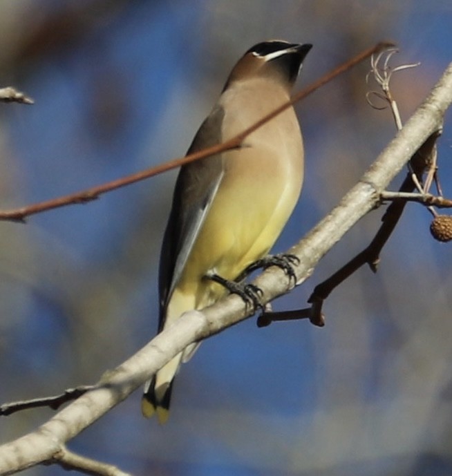 brkoslav americký - ML645129952