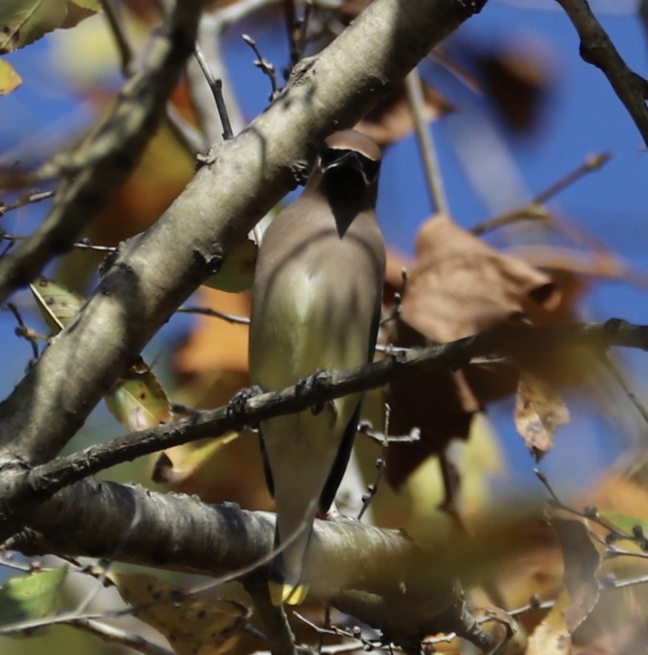 brkoslav americký - ML645129953