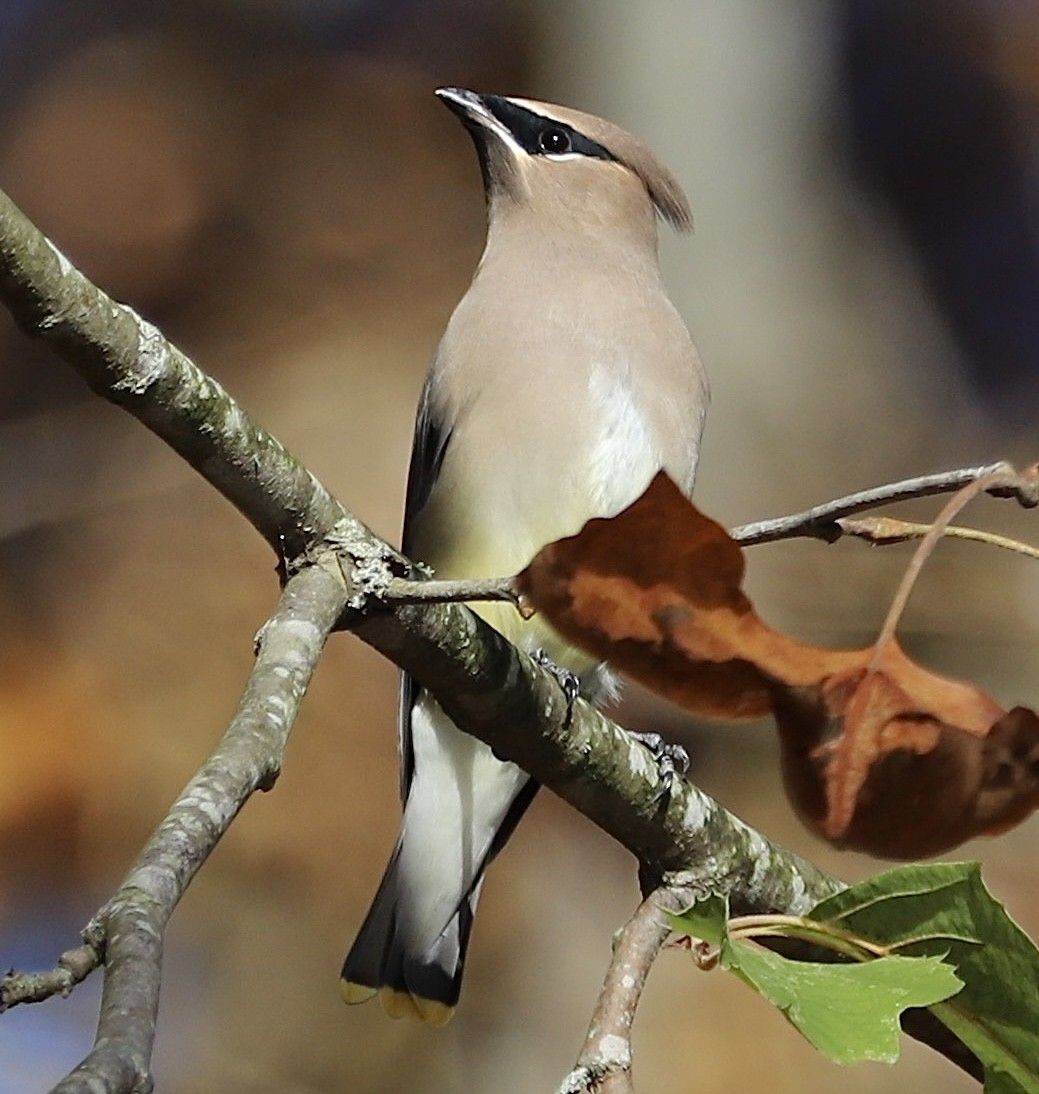 brkoslav americký - ML645129954